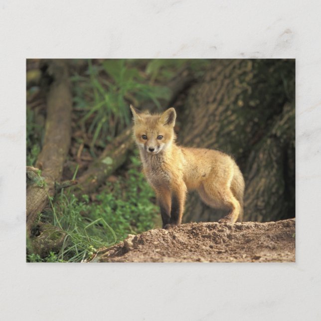 Röd räv unge framför ly (Vulpes vulpes) Vykort (Framsida)