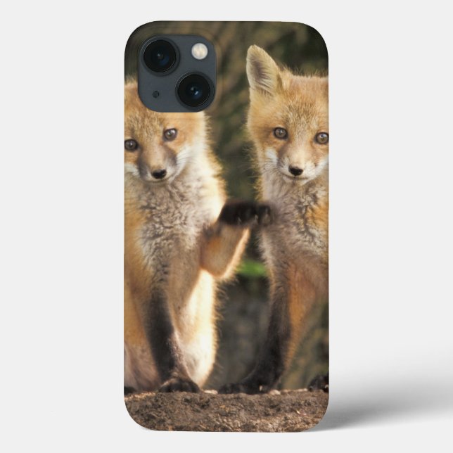 Röd räv unge framför lyan (Vulpes vulpes) (Baksida)