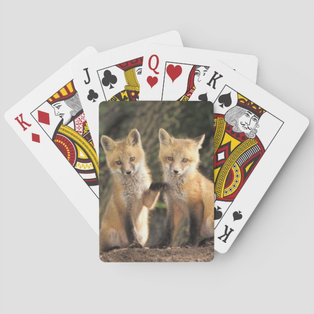 Röd räv unge framför lyan Vulpes vulpes) Casinokort (Baksidan)