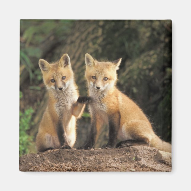 Röd räv unge framför lyan Vulpes vulpes) Magnet (Framsidan)