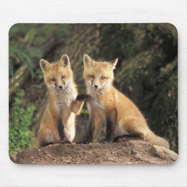 Röd räv unge framför lyan Vulpes vulpes) Musmatta (Framsidan)
