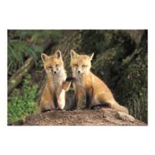 Röd räv unge framför lyanhål (Vulpes vulpes) Fototryck