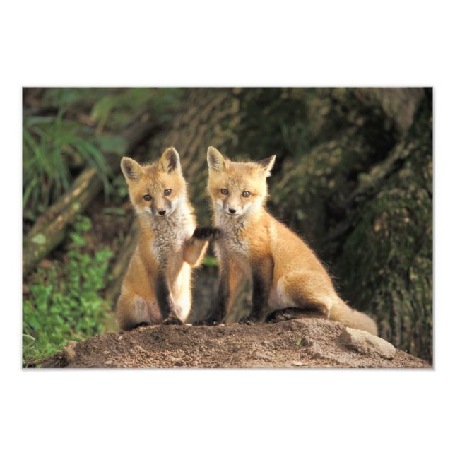 Röd räv unge framför lyanhål (Vulpes vulpes) Fototryck (Framsidan)