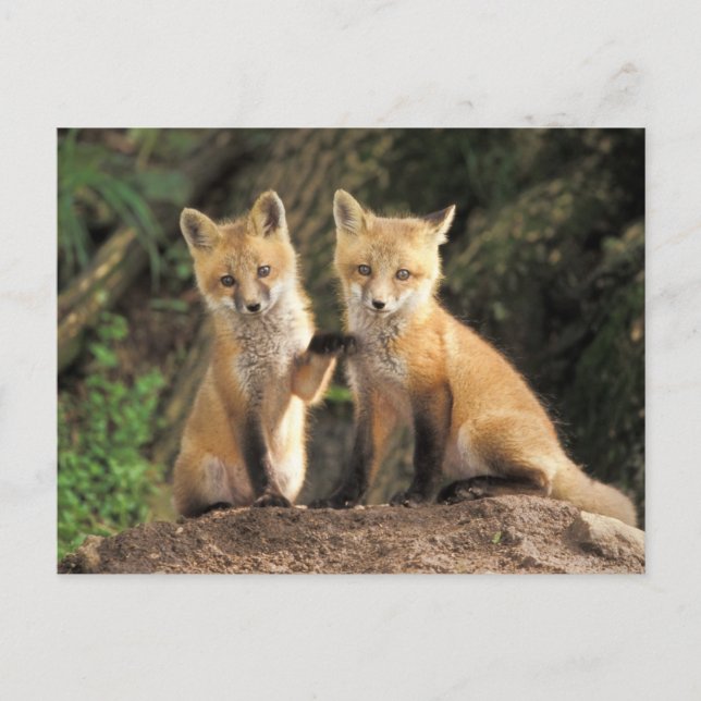 Röd räv unge framför lyckan (Vulpes vulpes) Vykort (Framsida)