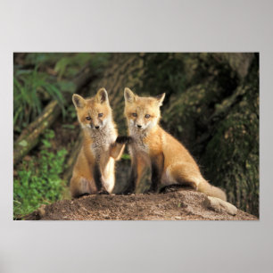 Röd räv unge framför lycke (Vulpes vulpes) Poster