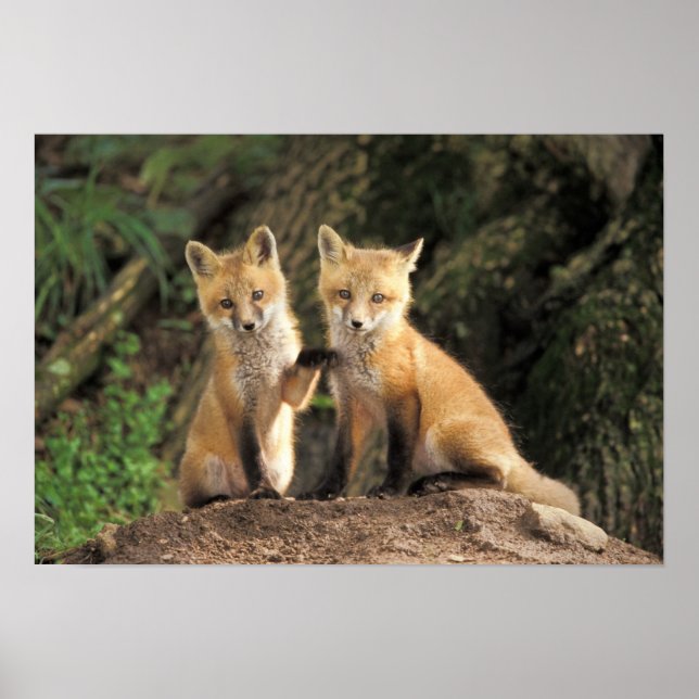 Röd räv unge framför lycke (Vulpes vulpes) Poster (Framsidan)