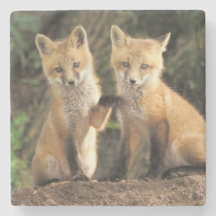 Röd räv unge framför lycke (Vulpes vulpes) Stenunderlägg