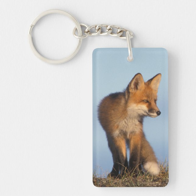 röd räv, Vulpes vulpes (Framsidan)