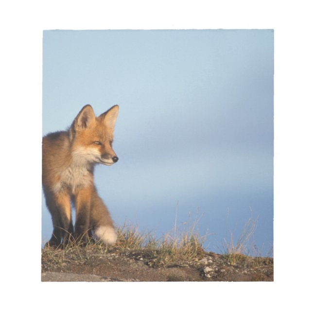 röd räv, Vulpes vulpes Anteckningsblock (Framsida)