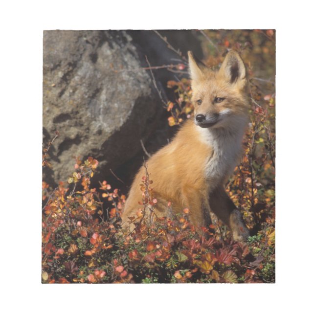 röd räv, Vulpes vulpes Anteckningsblock (Framsida)