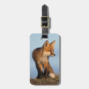 röd räv, Vulpes vulpes Bagagebricka