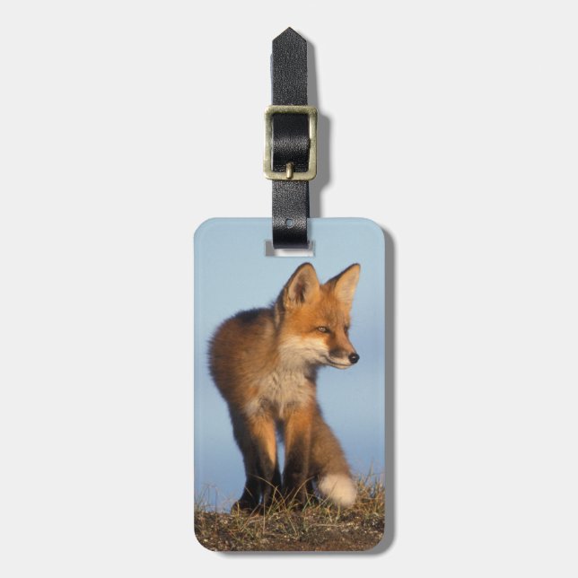 röd räv, Vulpes vulpes Bagagebricka (Vertikal Framsida)