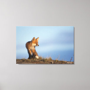 röd räv, Vulpes vulpes Canvastryck