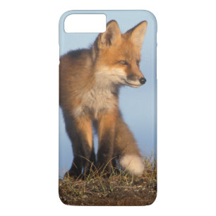 röd räv, Vulpes vulpes