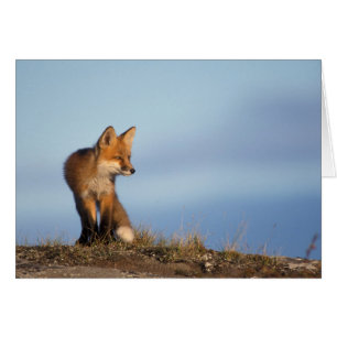 röd räv, Vulpes vulpes Hälsningskort