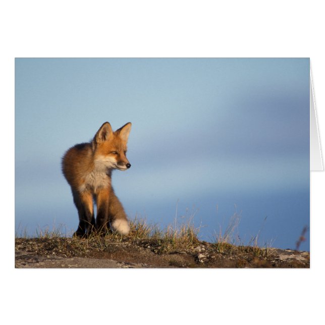 röd räv, Vulpes vulpes Hälsningskort (Framsidan Horizontal)