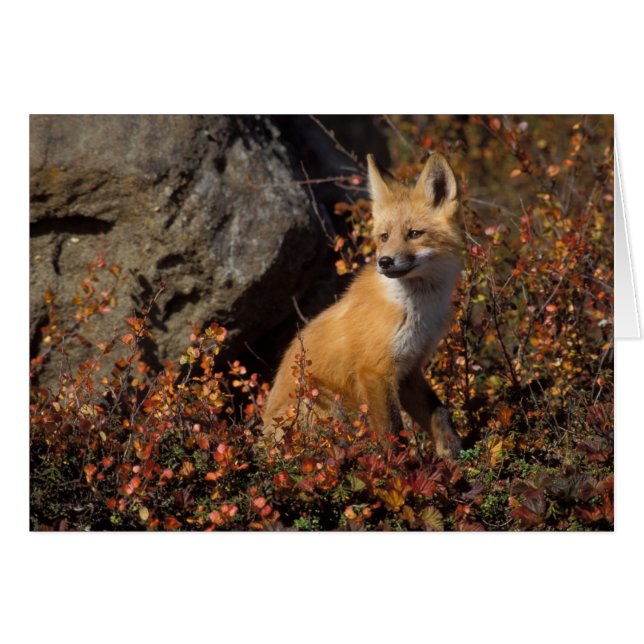 röd räv, Vulpes vulpes Hälsningskort (Framsidan Horizontal)