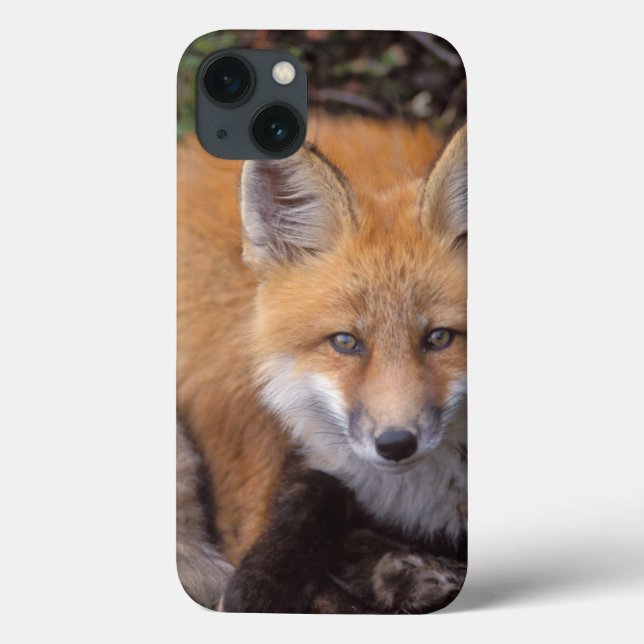 röd räv, Vulpes vulpes, i höstfärger (Baksida)