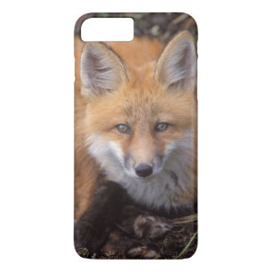 röd räv, Vulpes vulpes, i höstfärger