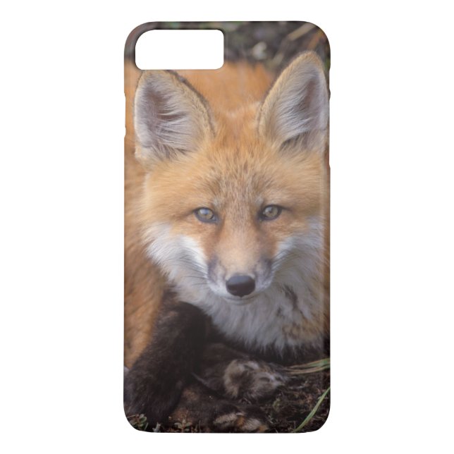 röd räv, Vulpes vulpes, i höstfärger Case-Mate iPhone Skal (Baksida)