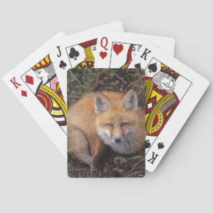 röd räv, Vulpes vulpes, i höstfärger Casinokort