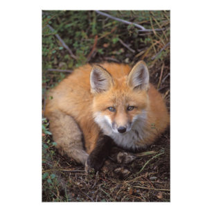 röd räv, Vulpes vulpes, i höstfärger Fototryck