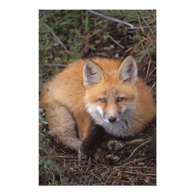 röd räv, Vulpes vulpes, i höstfärger Fototryck (Framsidan)