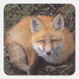 röd räv, Vulpes vulpes, i höstfärger Fyrkantigt Klistermärke
