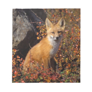 röd räv, Vulpes vulpes, i höstfärger längs Anteckningsblock