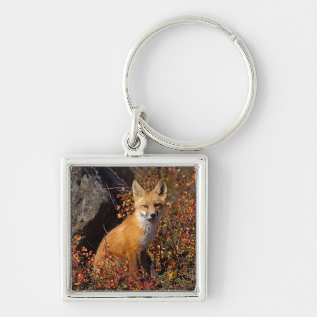 röd räv, Vulpes vulpes, i höstfärger längs Fyrkantig Silverfärgad Nyckelring (Framsidan)