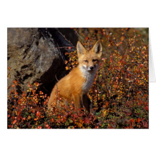 röd räv, Vulpes vulpes, i höstfärger längs Hälsningskort
