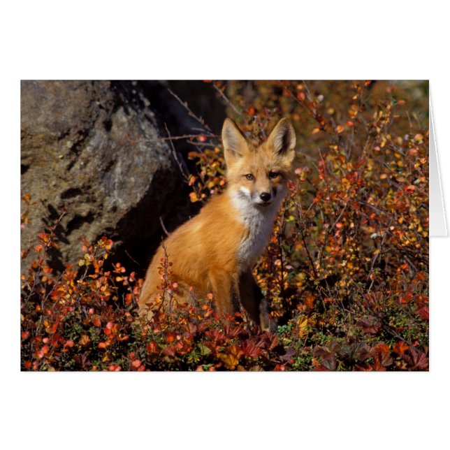 röd räv, Vulpes vulpes, i höstfärger längs Hälsningskort (Framsidan Horizontal)