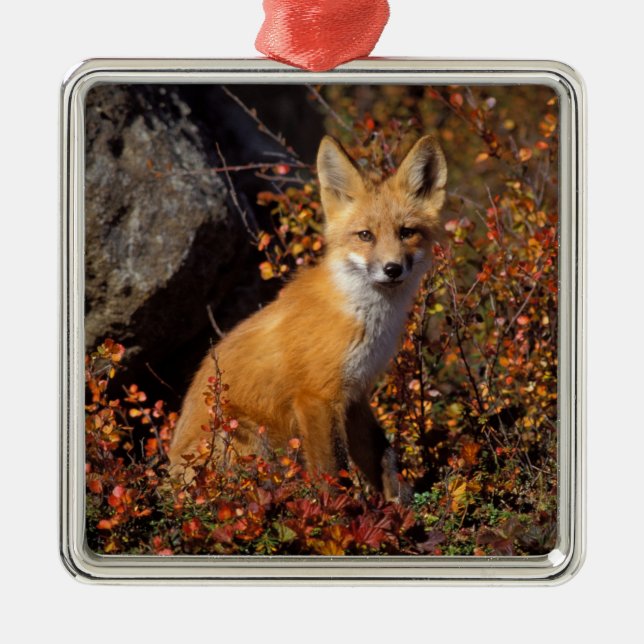 röd räv, Vulpes vulpes, i höstfärger längs Julgransprydnad Metall (Framsidan)