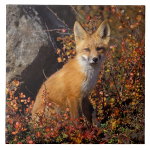 röd räv, Vulpes vulpes, i höstfärger längs Kakelplatta