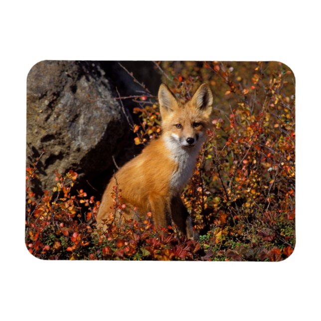röd räv, Vulpes vulpes, i höstfärger längs Magnet (Horisontell)