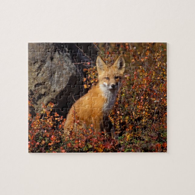 röd räv, Vulpes vulpes, i höstfärger längs med Pussel (Horisontell)