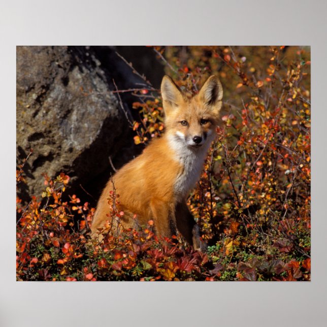 röd räv, Vulpes vulpes, i höstfärger längs Poster (Framsidan)