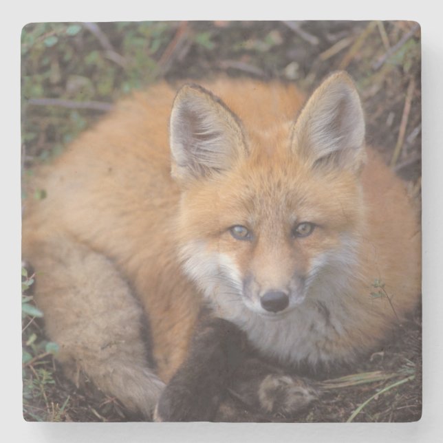 röd räv, Vulpes vulpes, i höstfärger Stenunderlägg (Framsidan)