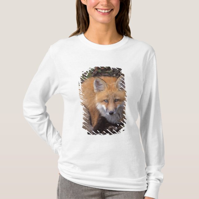 röd räv, Vulpes vulpes, i höstfärger Tee Shirt (Framsida)