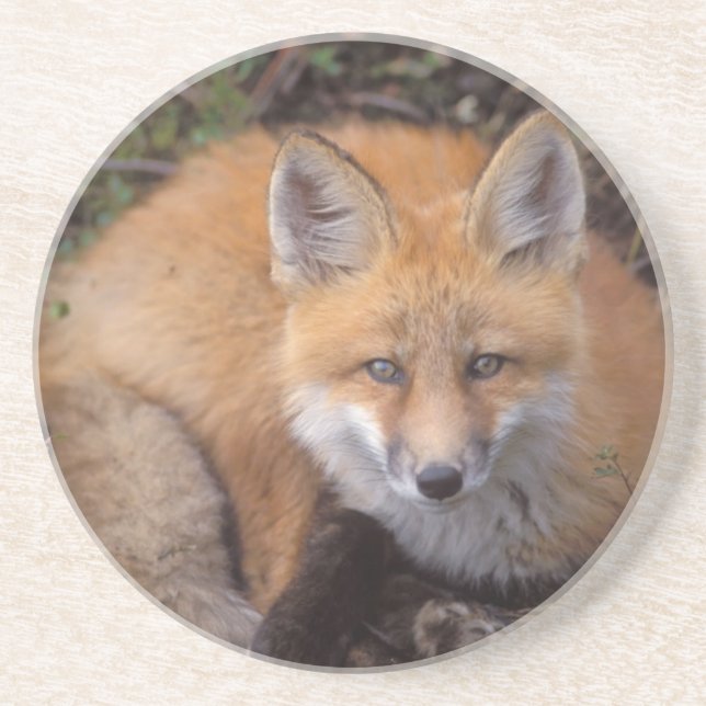 röd räv, Vulpes vulpes, i höstfärger Underlägg Sandsten (Framsidan)