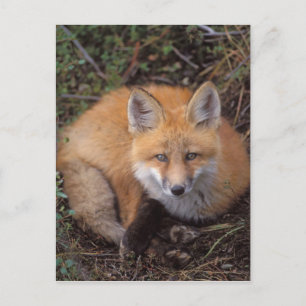 röd räv, Vulpes vulpes, i höstfärger Vykort