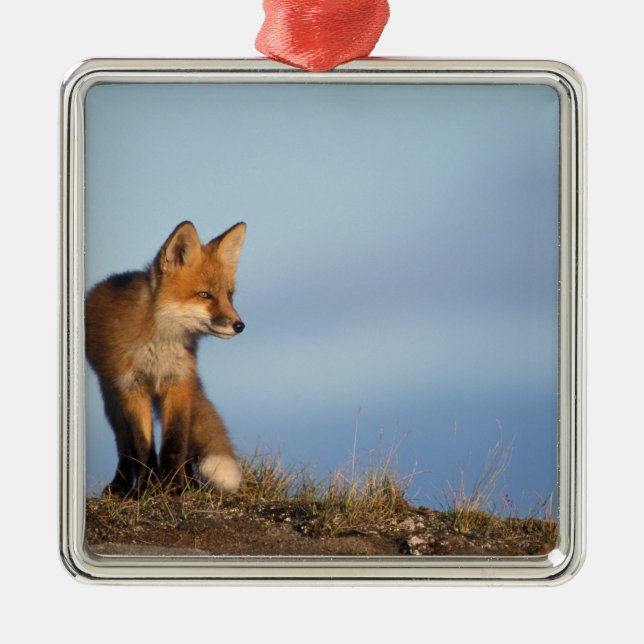 röd räv, Vulpes vulpes Julgransprydnad Metall (Framsidan)