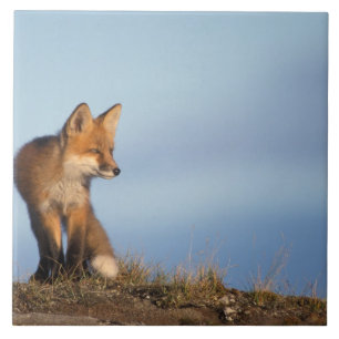 röd räv, Vulpes vulpes Kakelplatta