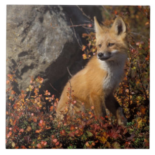 röd räv, Vulpes vulpes Kakelplatta
