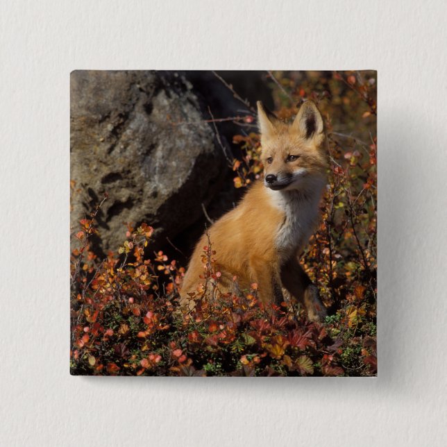 röd räv, Vulpes vulpes Knapp (Framsida)