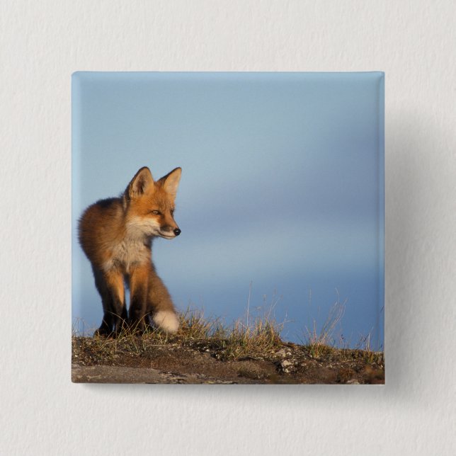 röd räv, Vulpes vulpes Knapp (Framsida)