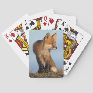 röd räv, Vulpes vulpes Kortlek