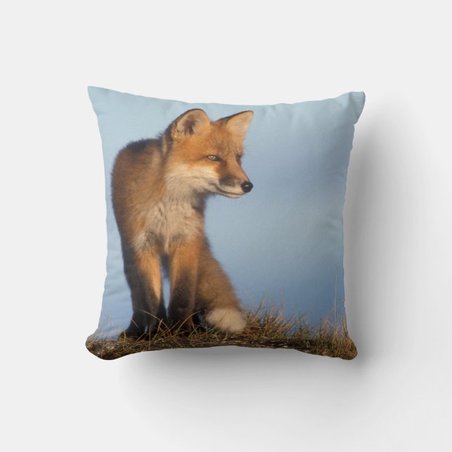 röd räv, Vulpes vulpes Kudde (Framsida)