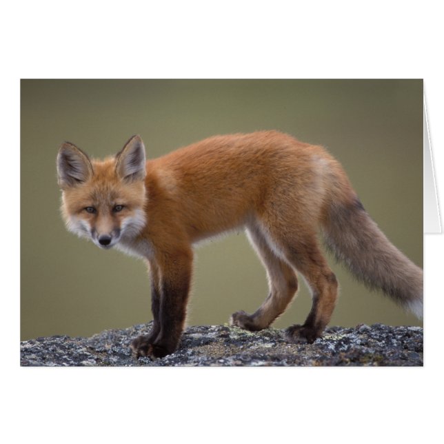 röd räv, Vulpes vulpes, längs centrala North 2 Hälsningskort (Framsidan Horizontal)