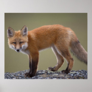 röd räv, Vulpes vulpes, längs centrala North 2 Poster
